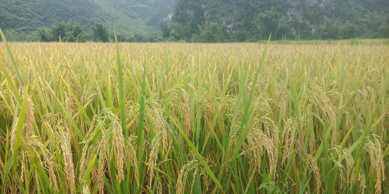 Yen Nhi Homestay Ban Gioc Cao Bang Eksteriør bilde